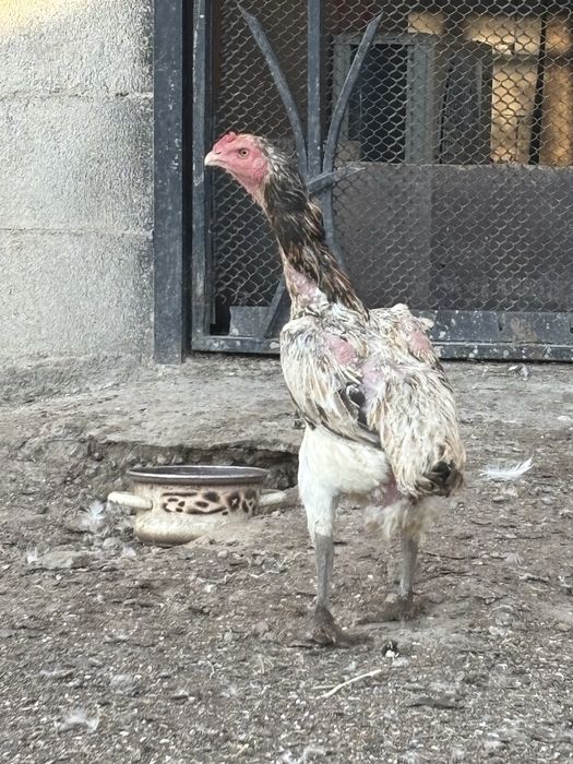 Продам Даканак дакан кур