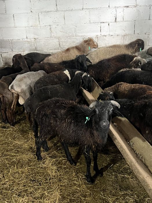 Продам баранчиков