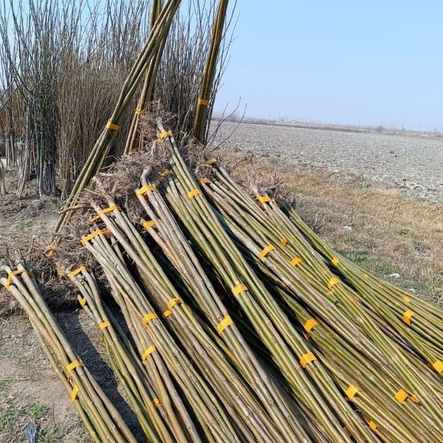 Pavloniya kochatlarimiz sotuvda bor arzon narxlarda