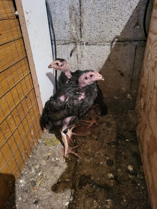 Сатамын дакан шоже кораз 16000