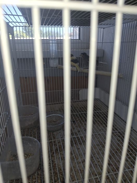 Продаются канарейки