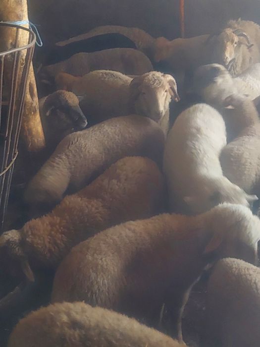 Vând 50 de mei 23 kg 38 carcasă