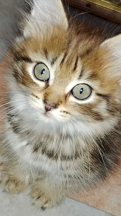 Отдам котят в хорошие руки