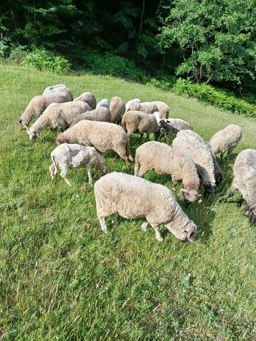Vând oi ,capre și iezi !