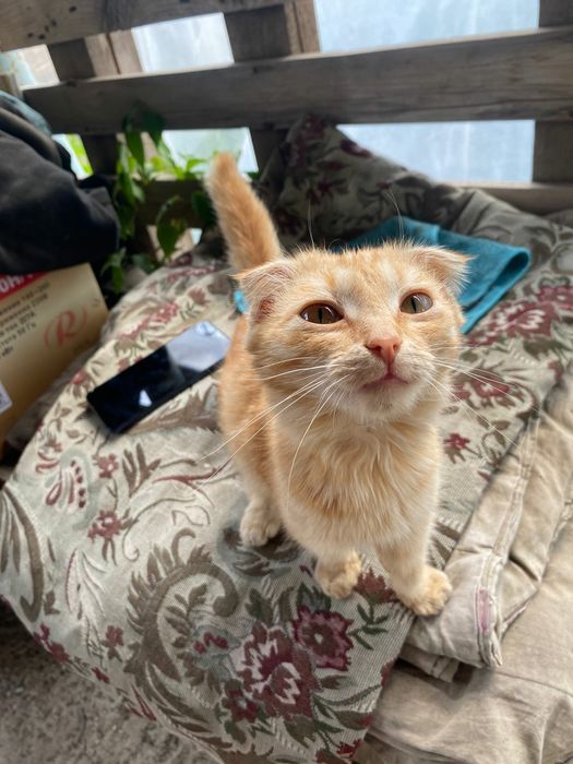 Котик вислоухий.