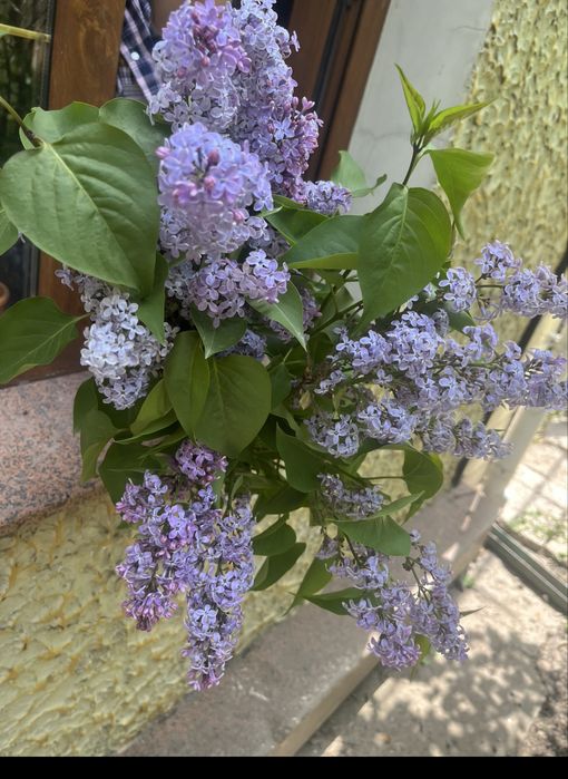 Букет Душистая сирень