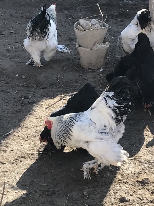 Brama tuximlariga zakaz olamiz  zoti toza 100%