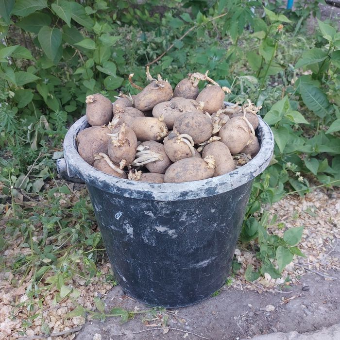 Семенная картошка