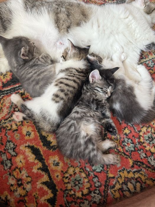 Отдам котят в хорошие руки