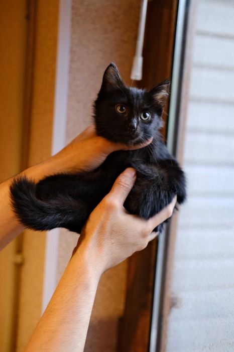 Котенок в добрые руки