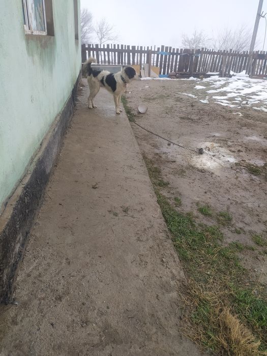 Ит сатылады 1 жастан асқан