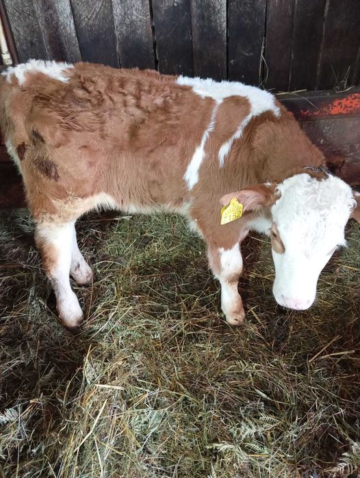 Vând 3 viței de 2 luni (2 tăurași și o vițea)