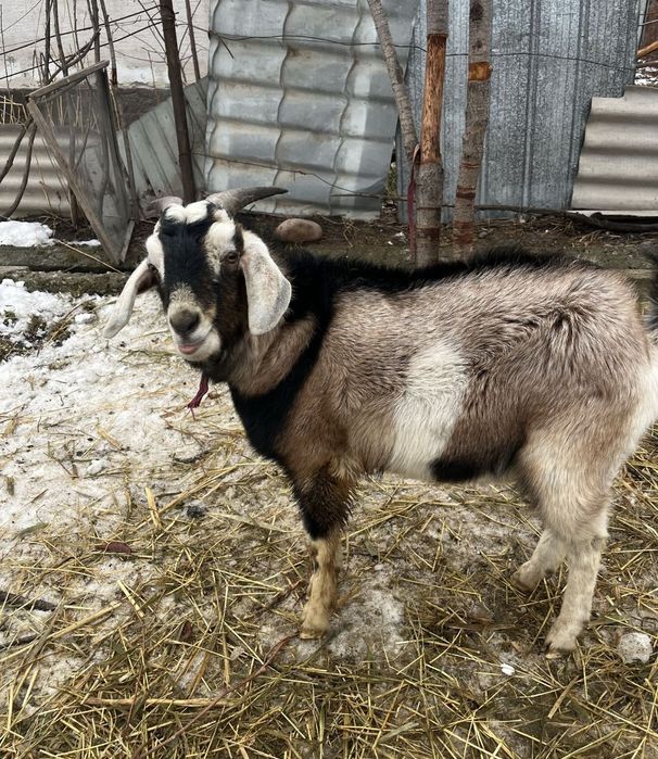 Козёл альпо/англо-нубиец теке