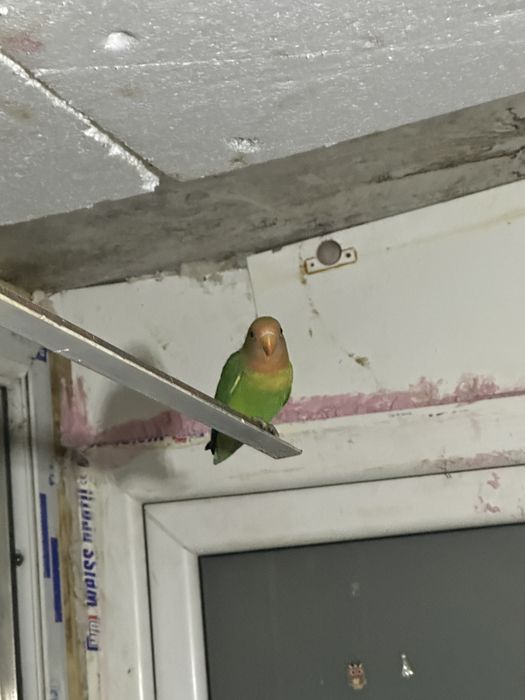 Agaponis  fisher superbi bucuresti