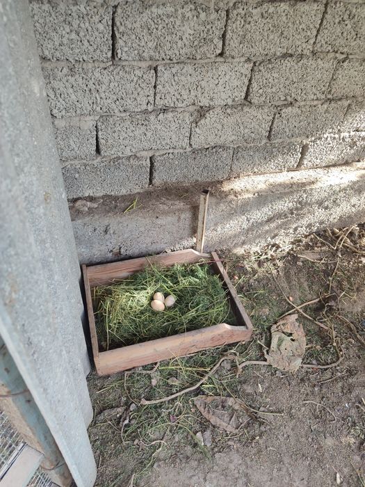 Dakan xoʻroz va tovuqlar sotiladi