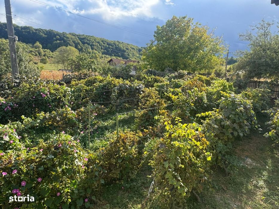 Proprietate cu Doua Case