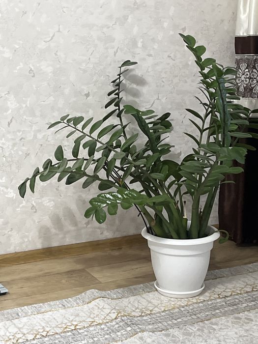 Доллоровое дерево. Замиокулькас