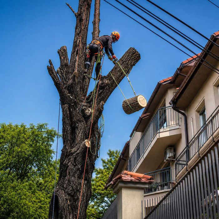 Tăiere copaci periculoși Sector 2 București, toaletare și evacuare