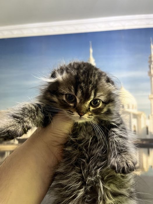 Scottish fold 3 oylik mushukchalar 100$ dan