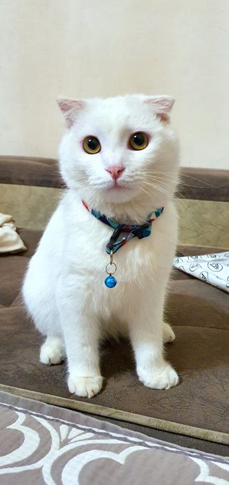 Мушук Скоттиш Фолд (красавчик) сотилади