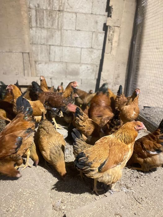 Продам кур кучинских юбилейных
