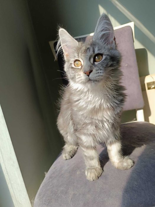 Котенца мейн куун