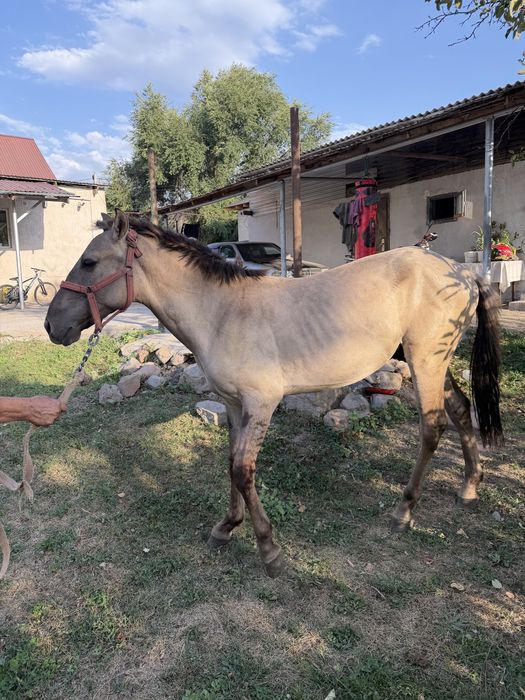 Продам лошадь тай