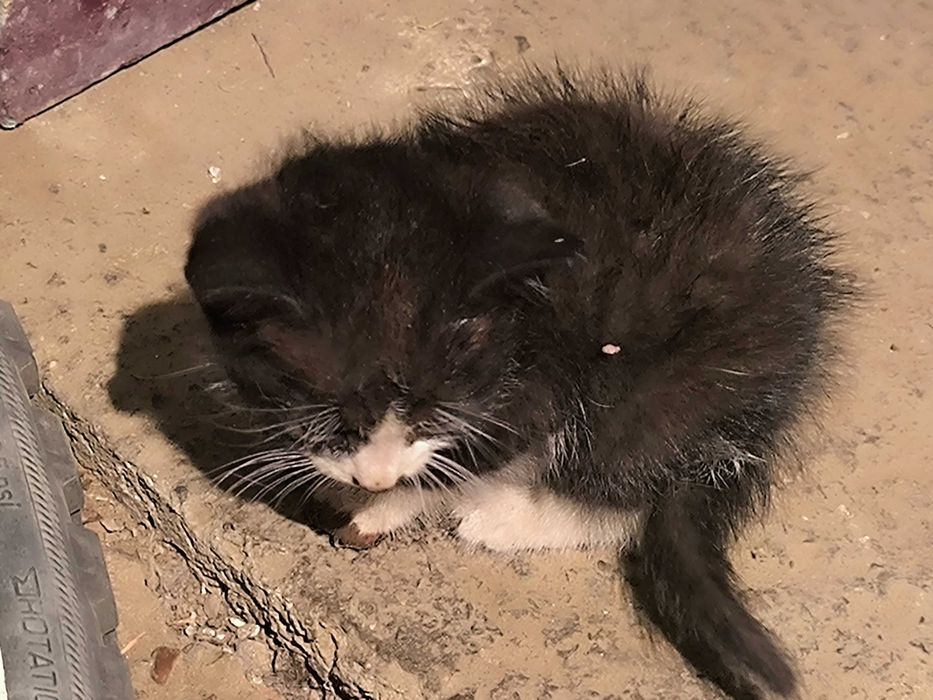 Котенок бесплатно с доставкой