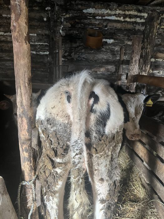 Продам годовалого бычка