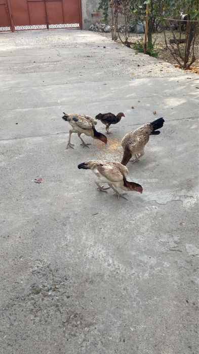 Тауық сатылады келісім бар