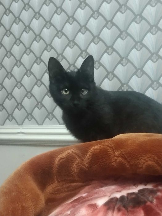 Котенок в добрые руки