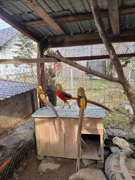 Vand masculi fazan auriu rosu