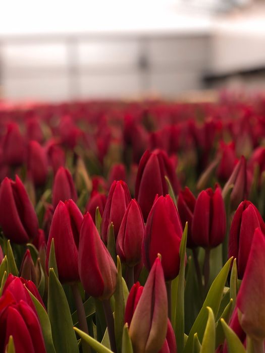 Тюльпаны оптом и в розницу