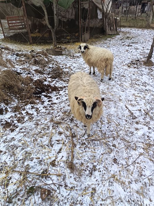 Vând 2 berbecuți