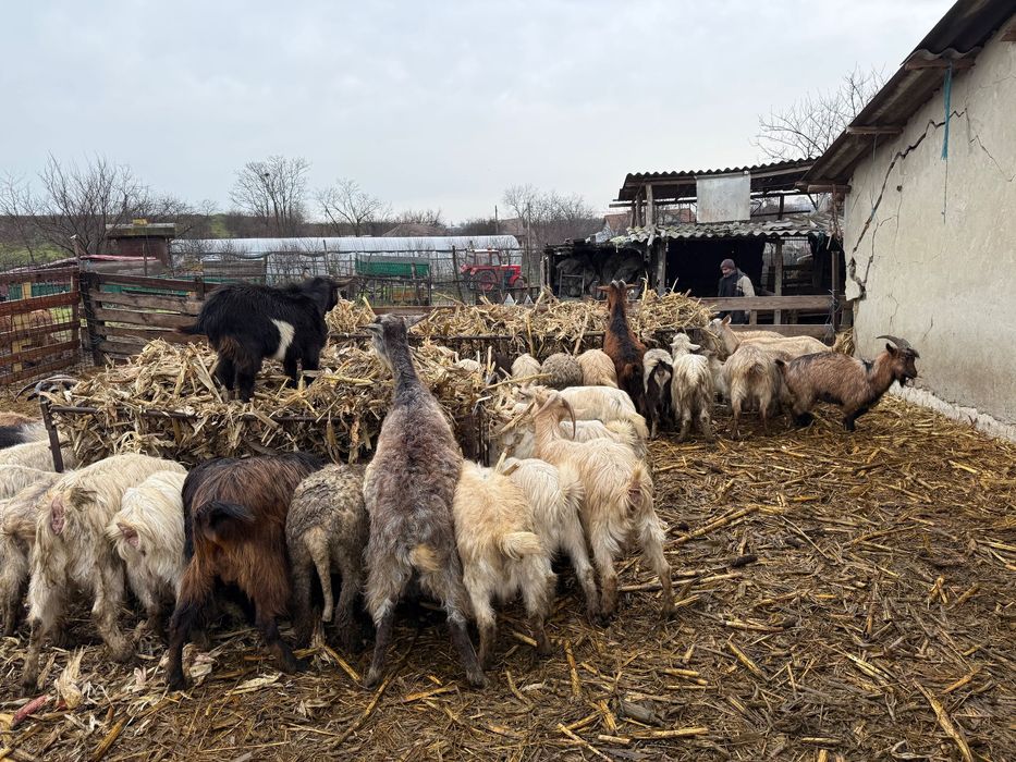 Vând capre și oi