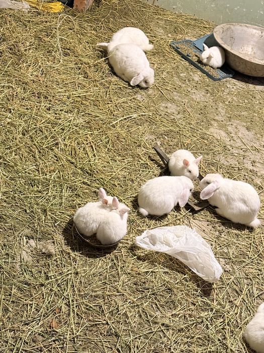 Кролик Баран продам