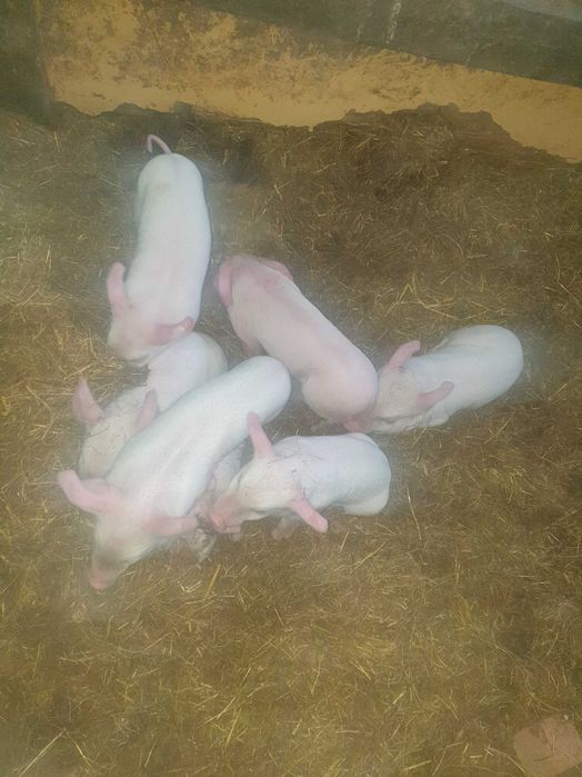 Продавам малки прасета