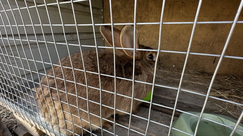 Кролики 5 месяцев