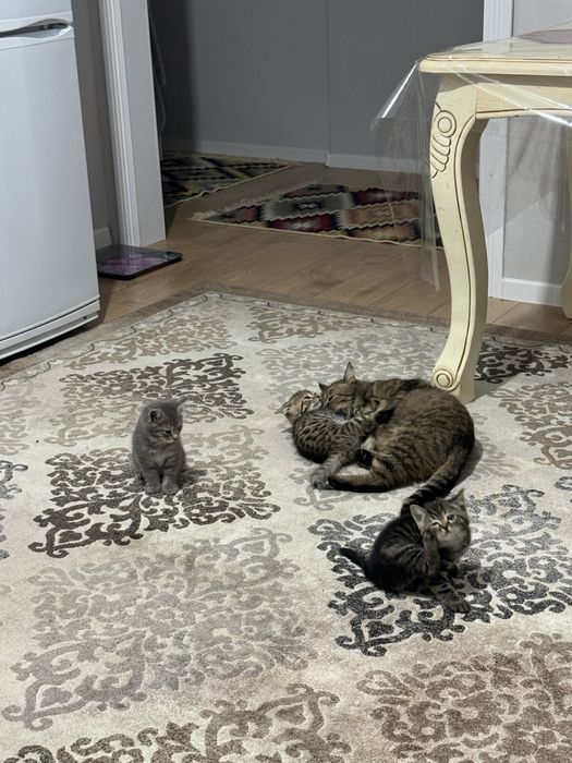 Отдаем милых котенка в добрые руки