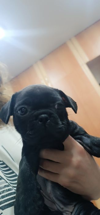 Продам французских бульдожек