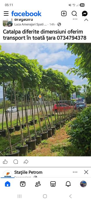 Catalpa 2/3m oferim transport in toată tara
