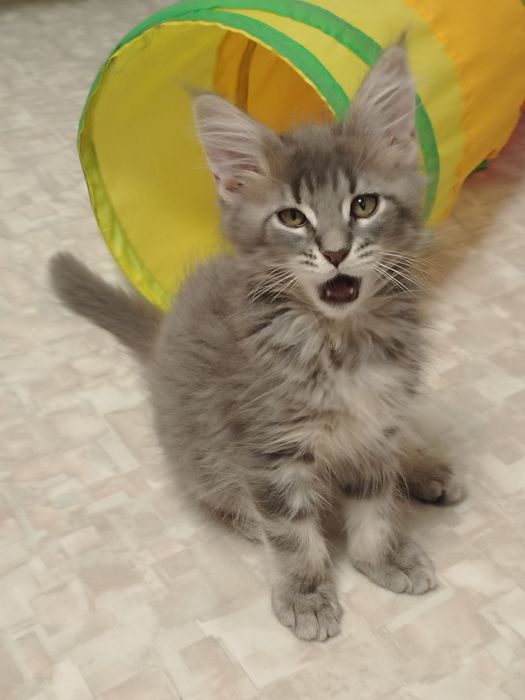 Шикарные Мейн куны котята