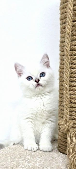 Котики СинеглаЗые британские
