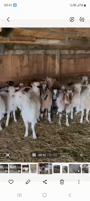 Capre tinere gestante