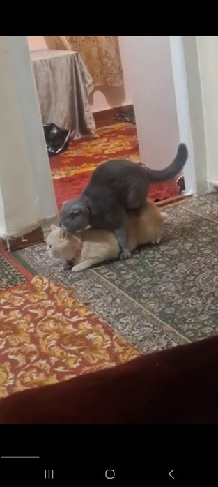 Mushuk sotiladi qiz mushuk