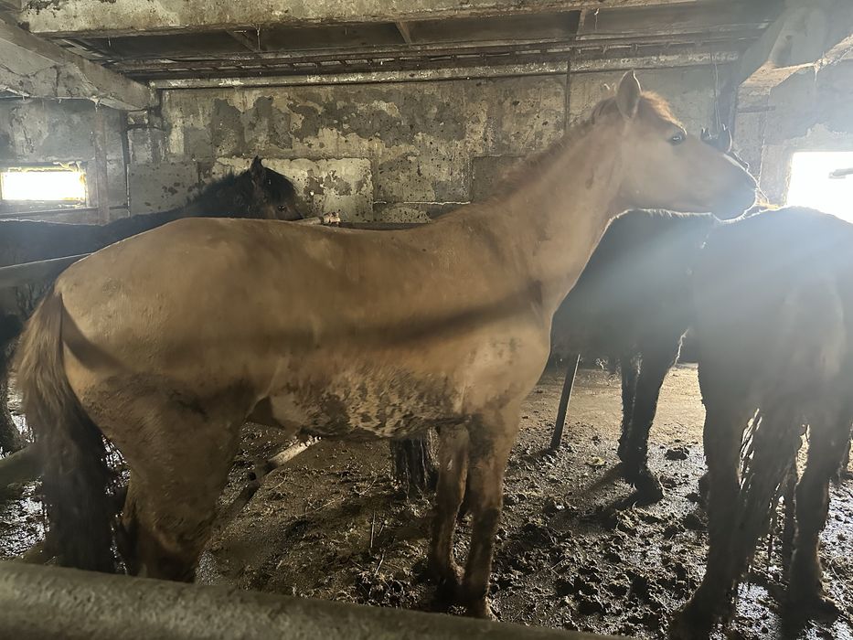 Жас биелер, байталдар сатам