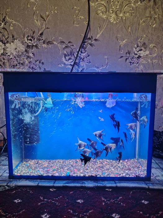 Akvarium komplekt 35 Litr