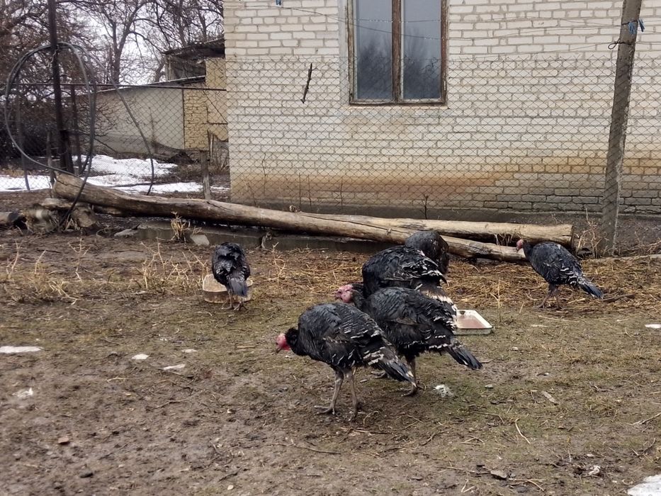 Ұндуктер   сатылады