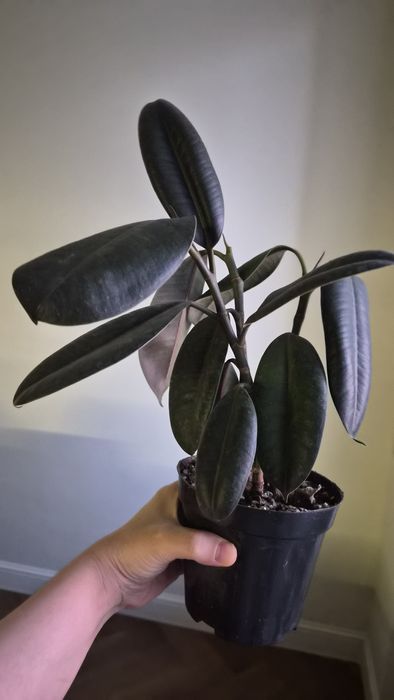 Фикус мелани 3 ствола