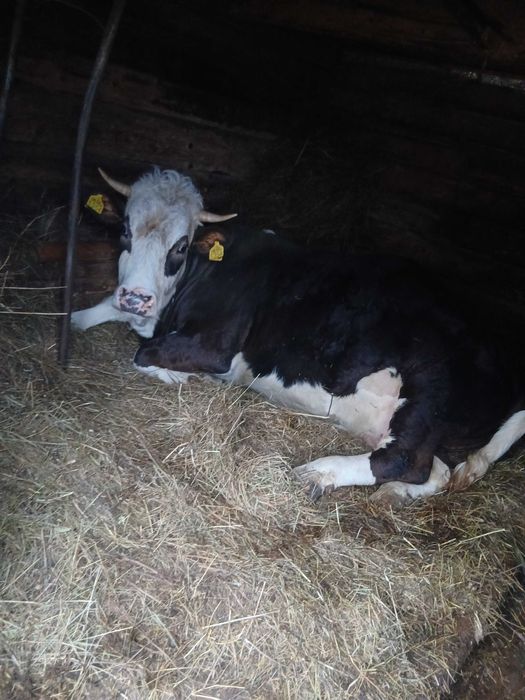 Vând Junincă Gestantă